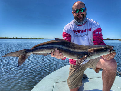 Cobia In The Shallows